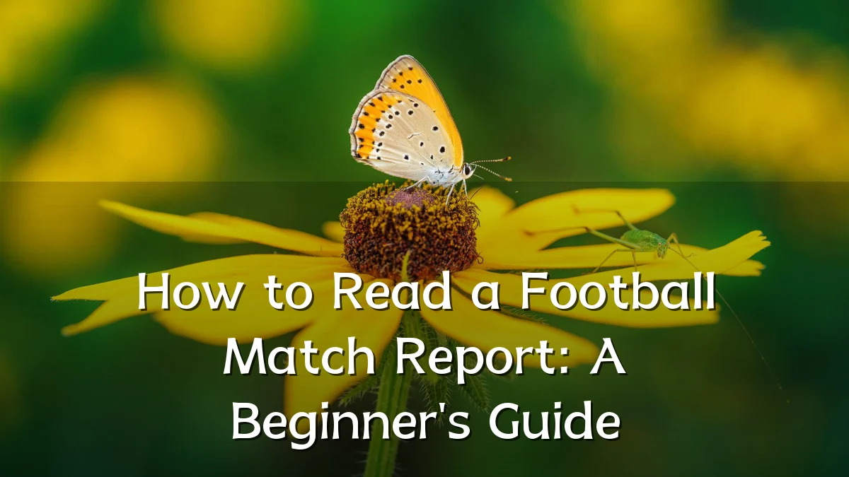 How to Read a Football Match Report: A Beginner's Guide